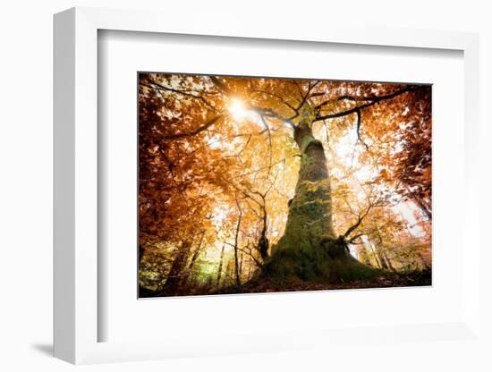 the big red oak-Philippe Manguin-Framed Photographic Print