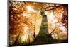 the big red oak-Philippe Manguin-Mounted Photographic Print