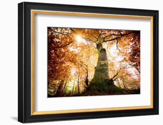 the big red oak-Philippe Manguin-Framed Photographic Print