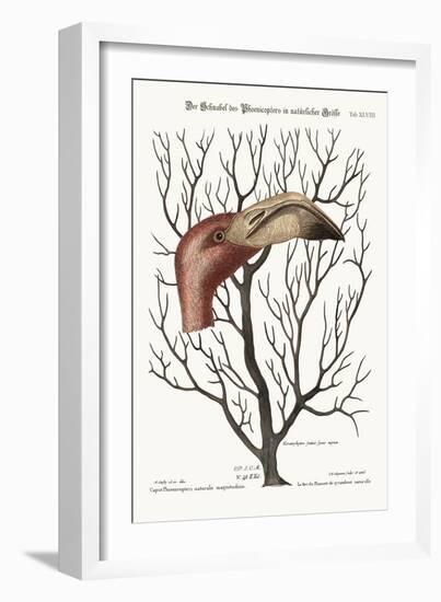 The Bill of the Flamingo in its Full Dimensions, 1749-73-Mark Catesby-Framed Giclee Print