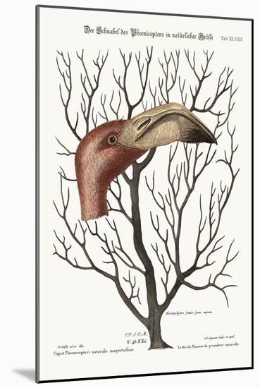 The Bill of the Flamingo in its Full Dimensions, 1749-73-Mark Catesby-Mounted Giclee Print