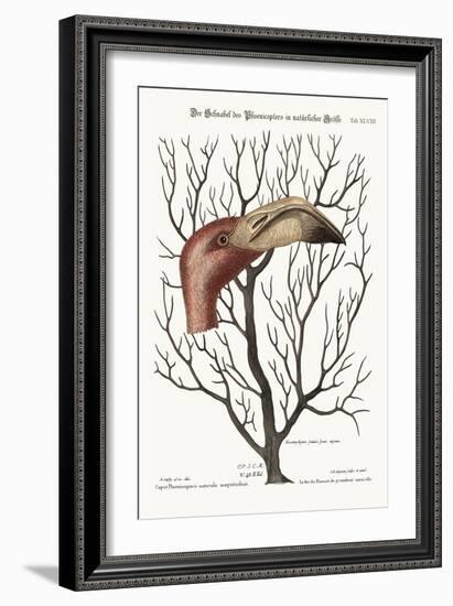 The Bill of the Flamingo in its Full Dimensions, 1749-73-Mark Catesby-Framed Giclee Print