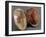 The Birch Egg, 1917-Michail Pershin-Framed Photographic Print