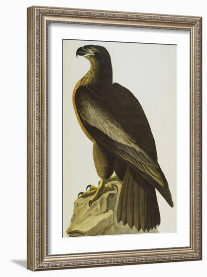 The Bird of Washington Bald Eagle (Haliaeetus Leucocephalus), Plate XI, from 'The Birds of America'-John James Audubon-Framed Giclee Print