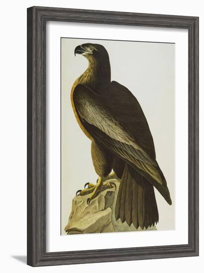 The Bird of Washington Bald Eagle (Haliaeetus Leucocephalus), Plate XI, from 'The Birds of America'-John James Audubon-Framed Giclee Print