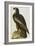 The Bird of Washington Bald Eagle (Haliaeetus Leucocephalus), Plate XI, from 'The Birds of America'-John James Audubon-Framed Giclee Print