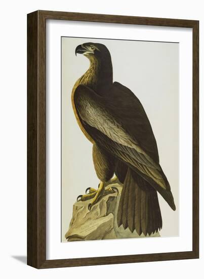 The Bird of Washington Bald Eagle (Haliaeetus Leucocephalus), Plate XI, from 'The Birds of America'-John James Audubon-Framed Giclee Print