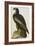 The Bird of Washington Bald Eagle (Haliaeetus Leucocephalus), Plate XI, from 'The Birds of America'-John James Audubon-Framed Giclee Print