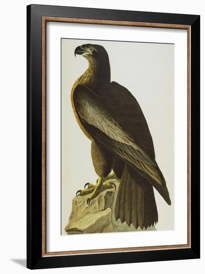 The Bird of Washington Bald Eagle (Haliaeetus Leucocephalus), Plate XI, from 'The Birds of America'-John James Audubon-Framed Giclee Print