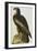 The Bird of Washington Bald Eagle (Haliaeetus Leucocephalus), Plate XI, from 'The Birds of America'-John James Audubon-Framed Giclee Print