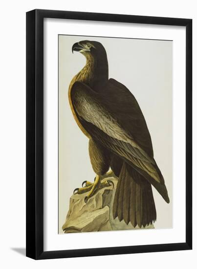 The Bird of Washington Bald Eagle (Haliaeetus Leucocephalus), Plate XI, from 'The Birds of America'-John James Audubon-Framed Giclee Print