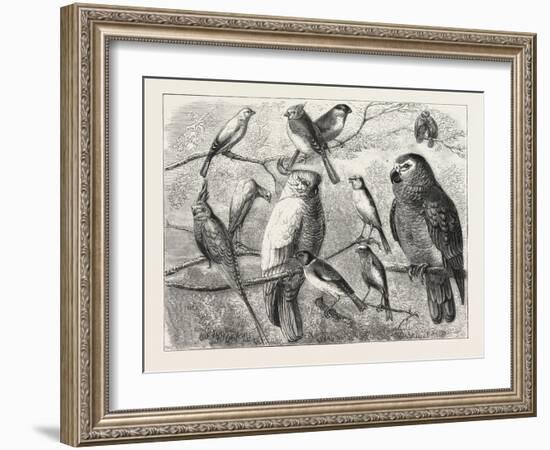 The Bird Show at the Crystal Palace, London, 1876, UK-null-Framed Giclee Print
