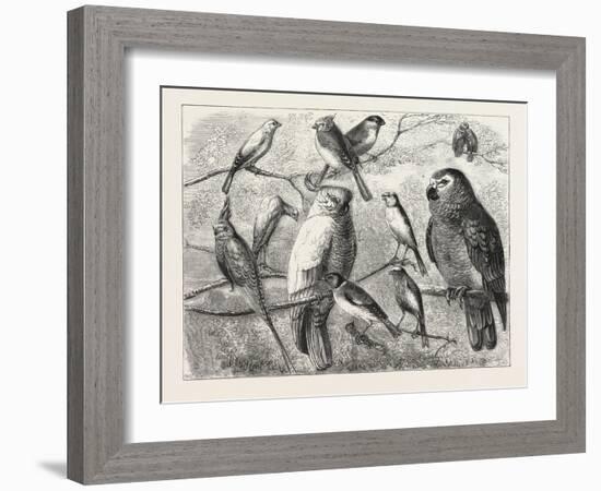 The Bird Show at the Crystal Palace, London, 1876, UK-null-Framed Giclee Print