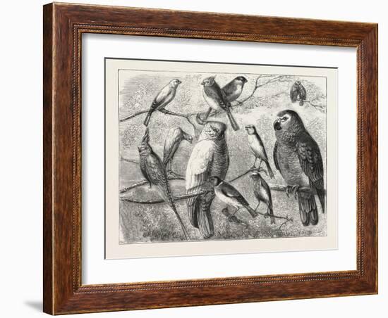The Bird Show at the Crystal Palace, London, 1876, UK-null-Framed Giclee Print