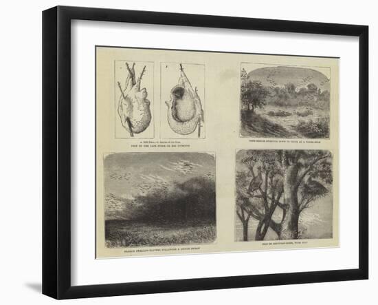 The Bird World of South Africa-null-Framed Giclee Print