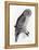The Birds of Great Britain, Published 1862-1873-John Gould-Framed Premier Image Canvas