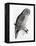 The Birds of Great Britain, Published 1862-1873-John Gould-Framed Premier Image Canvas