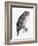 The Birds of Great Britain, Published 1862-1873-John Gould-Framed Giclee Print