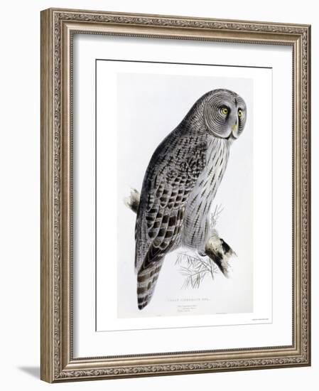 The Birds of Great Britain, Published 1862-1873-John Gould-Framed Giclee Print