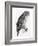 The Birds of Great Britain, Published 1862-1873-John Gould-Framed Giclee Print