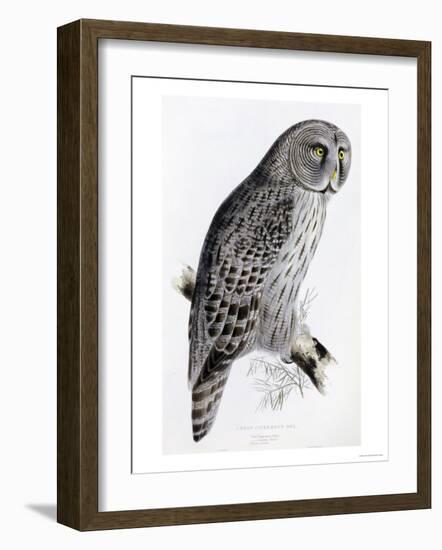 The Birds of Great Britain, Published 1862-1873-John Gould-Framed Giclee Print