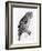 The Birds of Great Britain, Published 1862-1873-John Gould-Framed Giclee Print