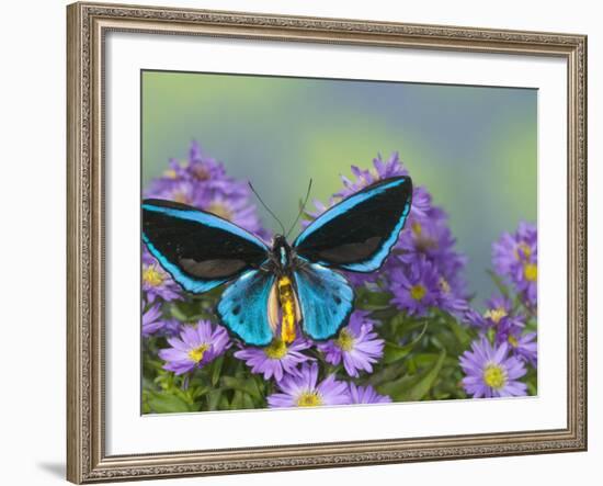 The Birdwing Butterfly-Darrell Gulin-Framed Photographic Print