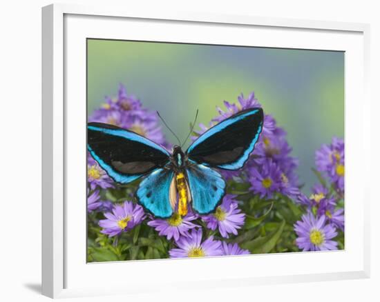 The Birdwing Butterfly-Darrell Gulin-Framed Photographic Print