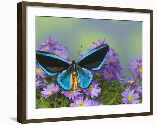 The Birdwing Butterfly-Darrell Gulin-Framed Photographic Print