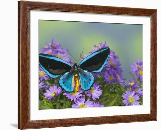 The Birdwing Butterfly-Darrell Gulin-Framed Photographic Print