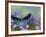 The Birdwing Butterfly-Darrell Gulin-Framed Photographic Print