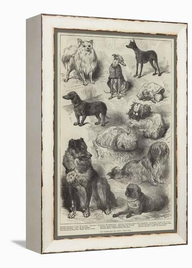 The Birmingham Dog Show, Prize Dogs-Harrison William Weir-Framed Premier Image Canvas