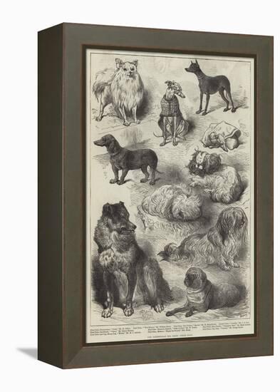 The Birmingham Dog Show, Prize Dogs-Harrison William Weir-Framed Premier Image Canvas