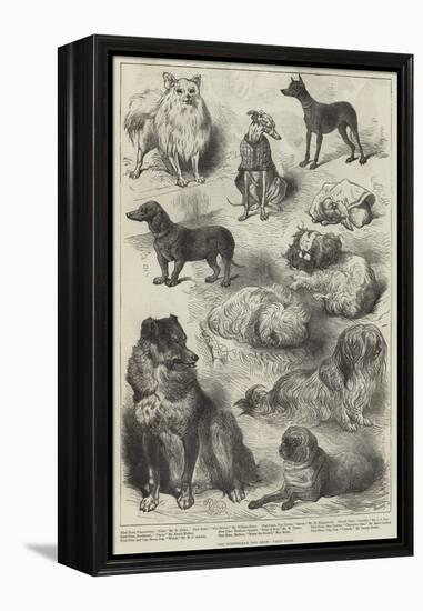 The Birmingham Dog Show, Prize Dogs-Harrison William Weir-Framed Premier Image Canvas