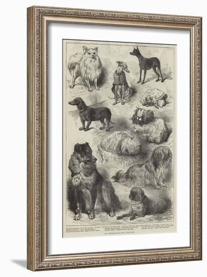 The Birmingham Dog Show, Prize Dogs-Harrison William Weir-Framed Giclee Print