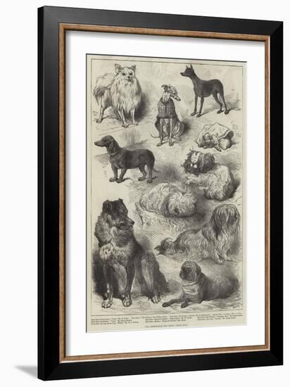 The Birmingham Dog Show, Prize Dogs-Harrison William Weir-Framed Giclee Print