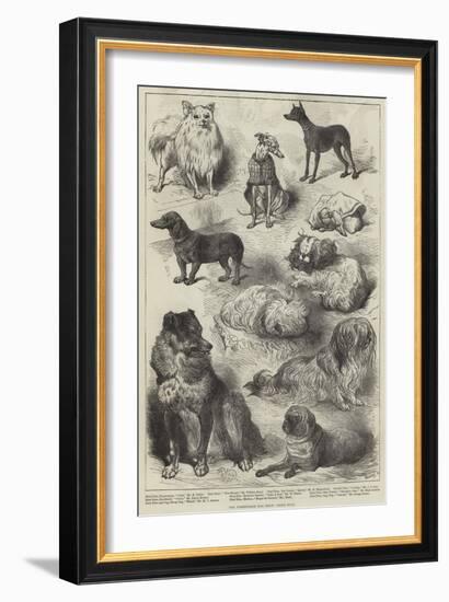 The Birmingham Dog Show, Prize Dogs-Harrison William Weir-Framed Giclee Print