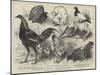 The Birmingham Poultry Show, Prize Birds-Harrison William Weir-Mounted Giclee Print