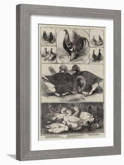 The Birmingham Poultry Show-Harrison William Weir-Framed Giclee Print