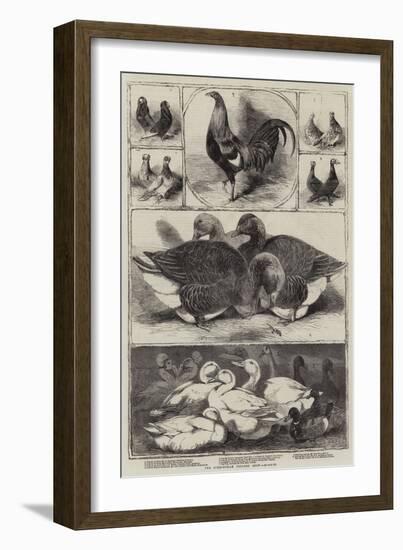 The Birmingham Poultry Show-Harrison William Weir-Framed Giclee Print