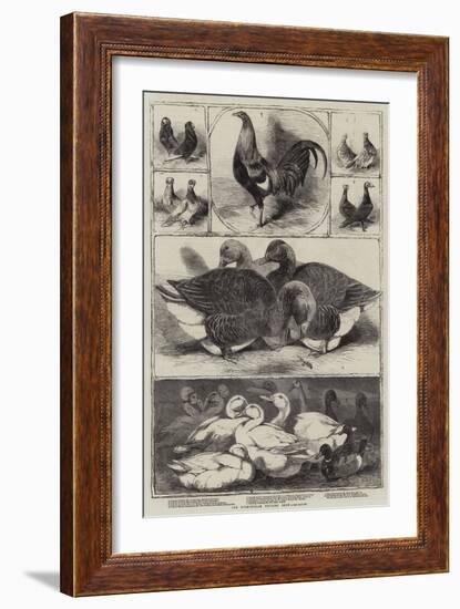 The Birmingham Poultry Show-Harrison William Weir-Framed Giclee Print