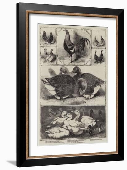 The Birmingham Poultry Show-Harrison William Weir-Framed Giclee Print