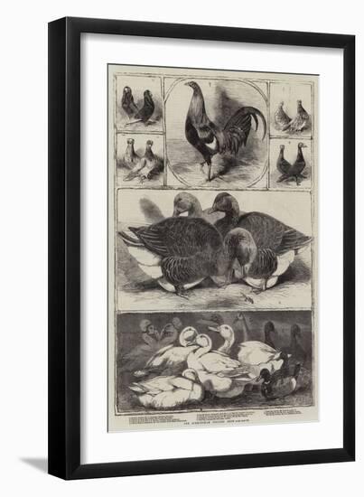 The Birmingham Poultry Show-Harrison William Weir-Framed Giclee Print