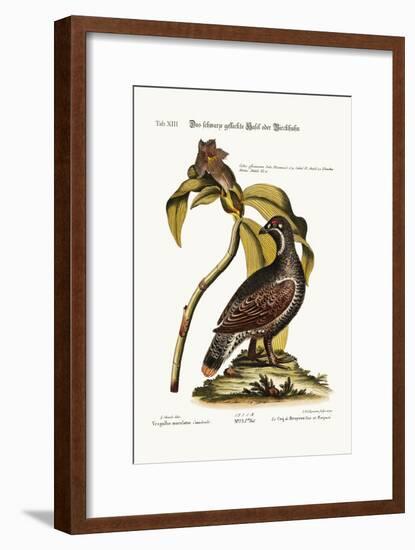 The Black and Spotted Heathcock, 1749-73-George Edwards-Framed Giclee Print