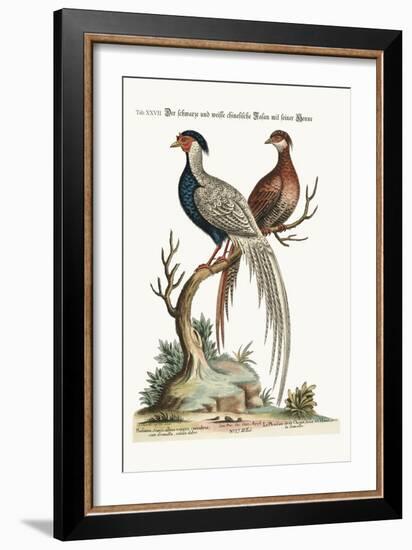 The Black and White Chinese Cock Pheasant with its Hen, 1749-73-George Edwards-Framed Giclee Print