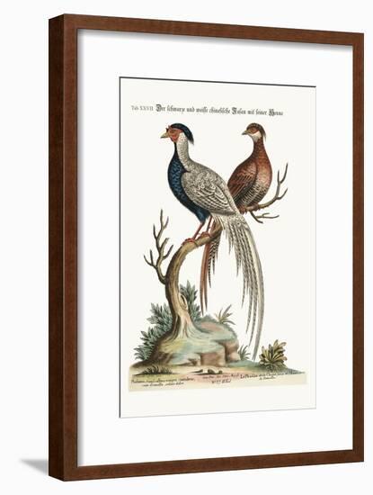 The Black and White Chinese Cock Pheasant with its Hen, 1749-73-George Edwards-Framed Giclee Print