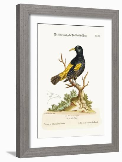 The Black and Yellow Daw of Brasil, 1749-73-George Edwards-Framed Giclee Print