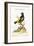 The Black and Yellow Daw of Brasil, 1749-73-George Edwards-Framed Giclee Print