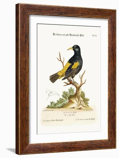 The Black and Yellow Daw of Brasil, 1749-73-George Edwards-Framed Giclee Print
