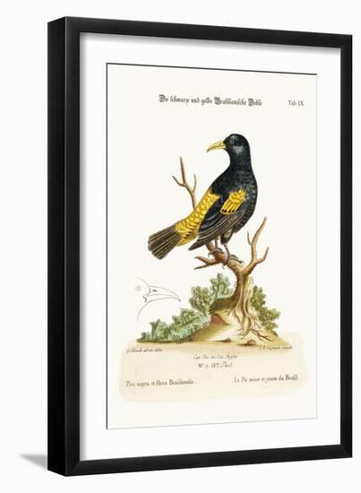 The Black and Yellow Daw of Brasil, 1749-73-George Edwards-Framed Giclee Print